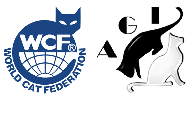 allevamento gatti ragdoll-mini