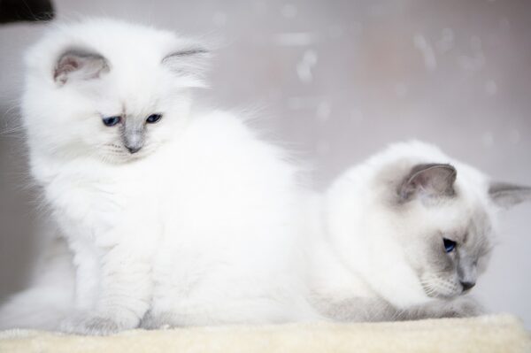 allevamento gatti ragdoll